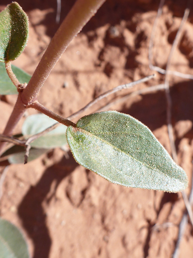 Leaves and stem