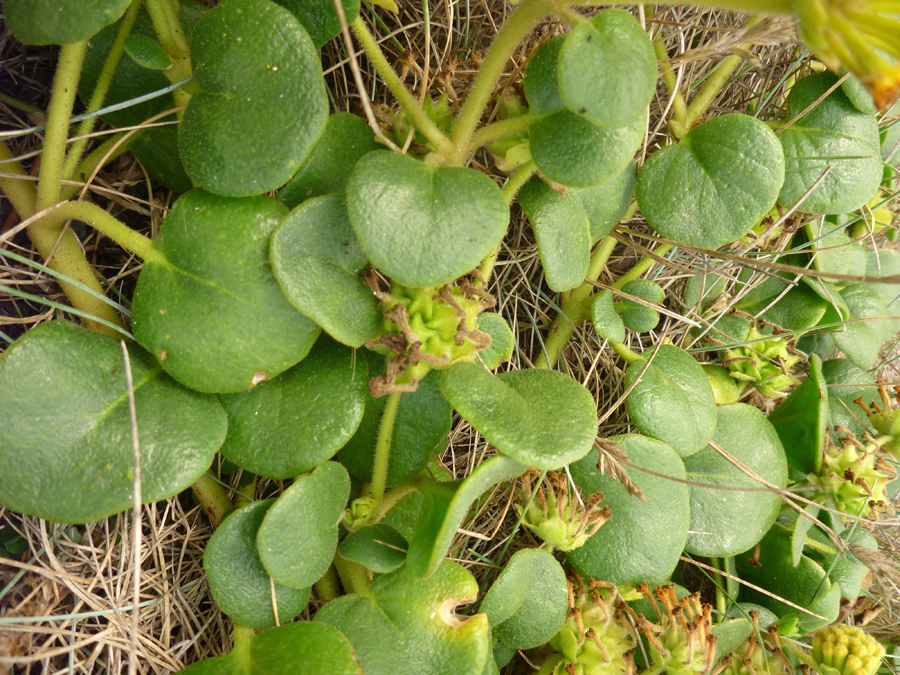 Broad leaves