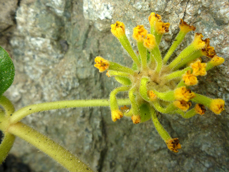 Withered flowers