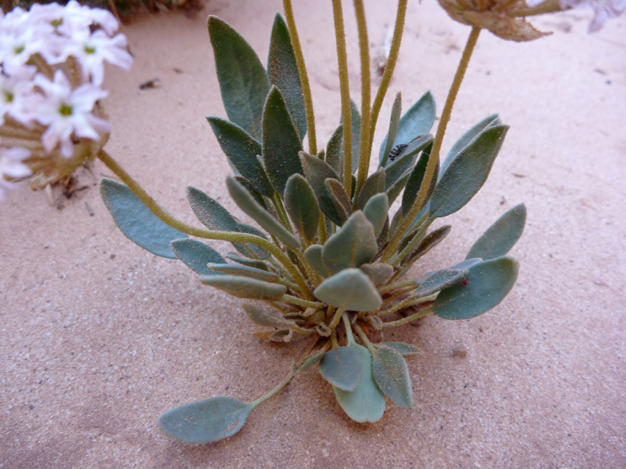 Basal leaves