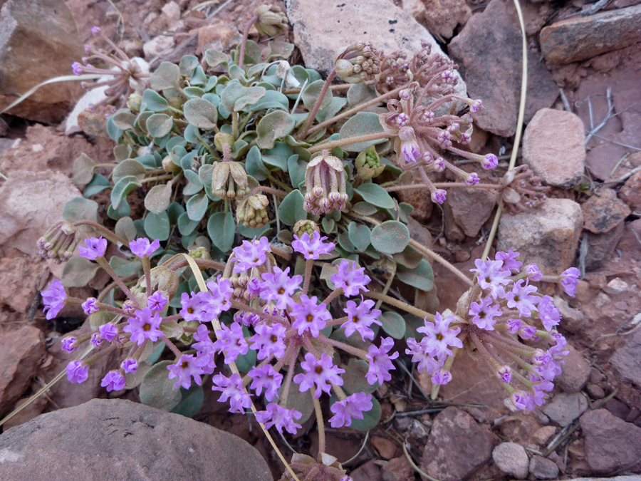 Flowers and leaves