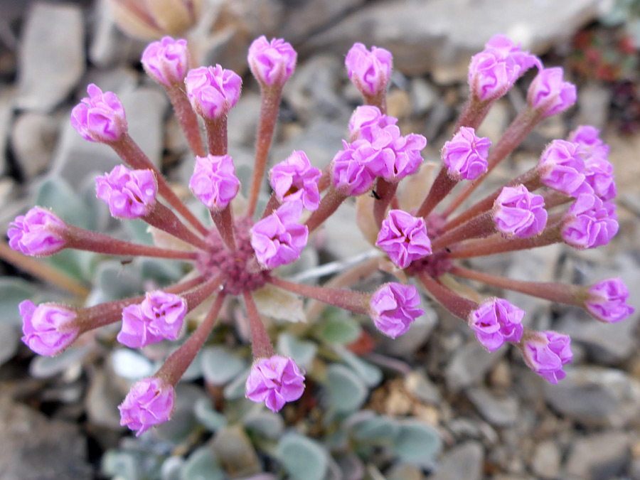 Two clusters