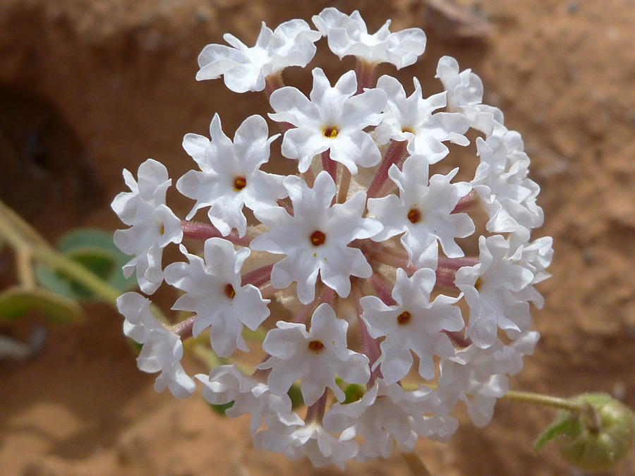 Spherical cluster