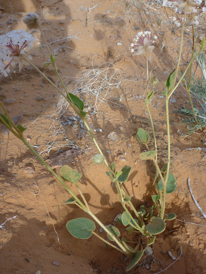 Stems and leaves