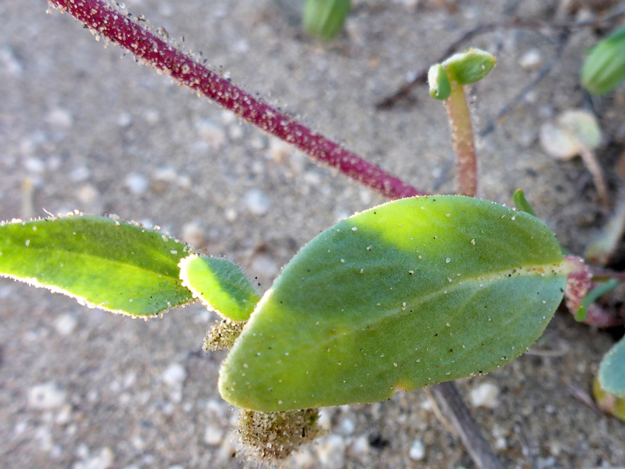 Ovate leaves