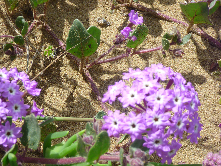 Stems and leaves