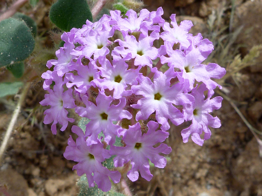 Abronia Villosa