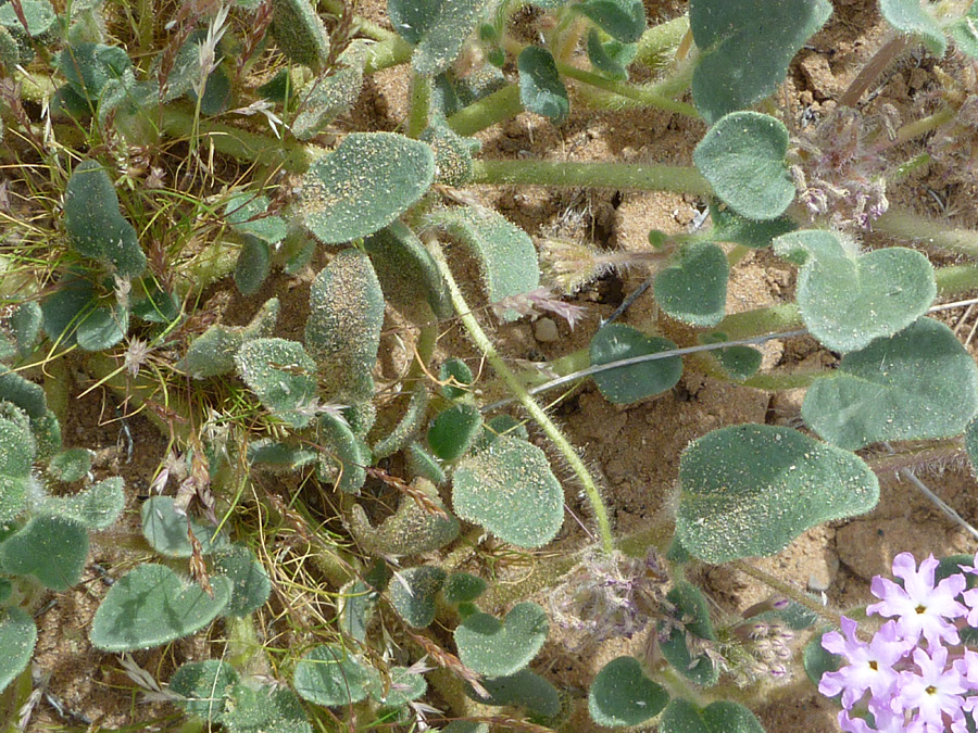 Hairy leaves