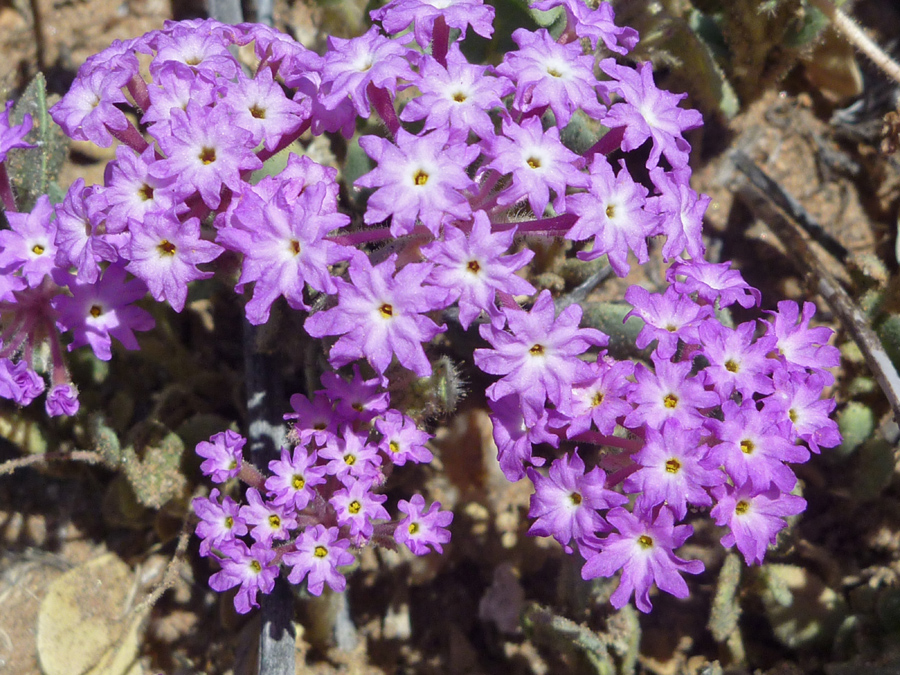 Many pink flowers