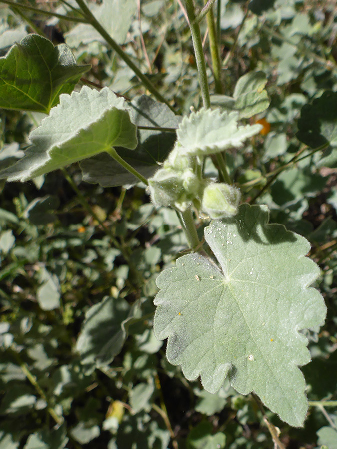 Buds and leaves