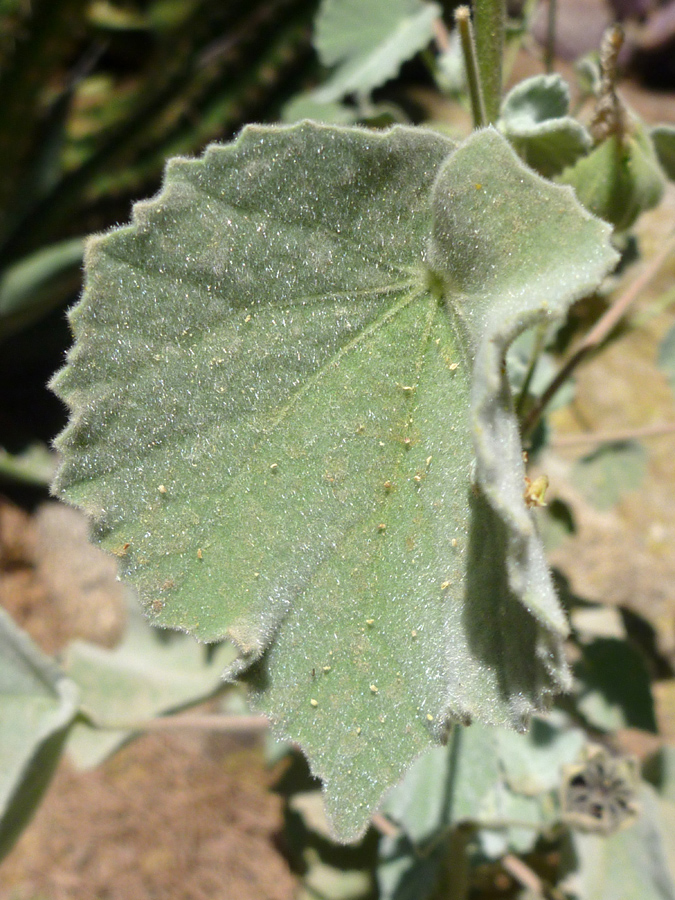 Hairy leaf