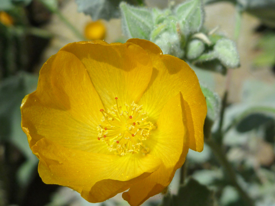 Yellow flower