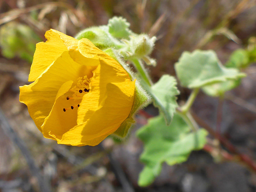 Opening flower