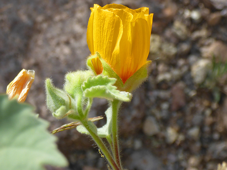 Green sepals