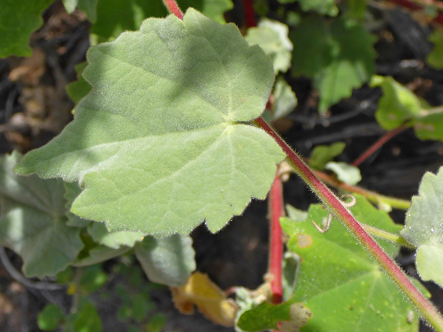 Red leaf stalks