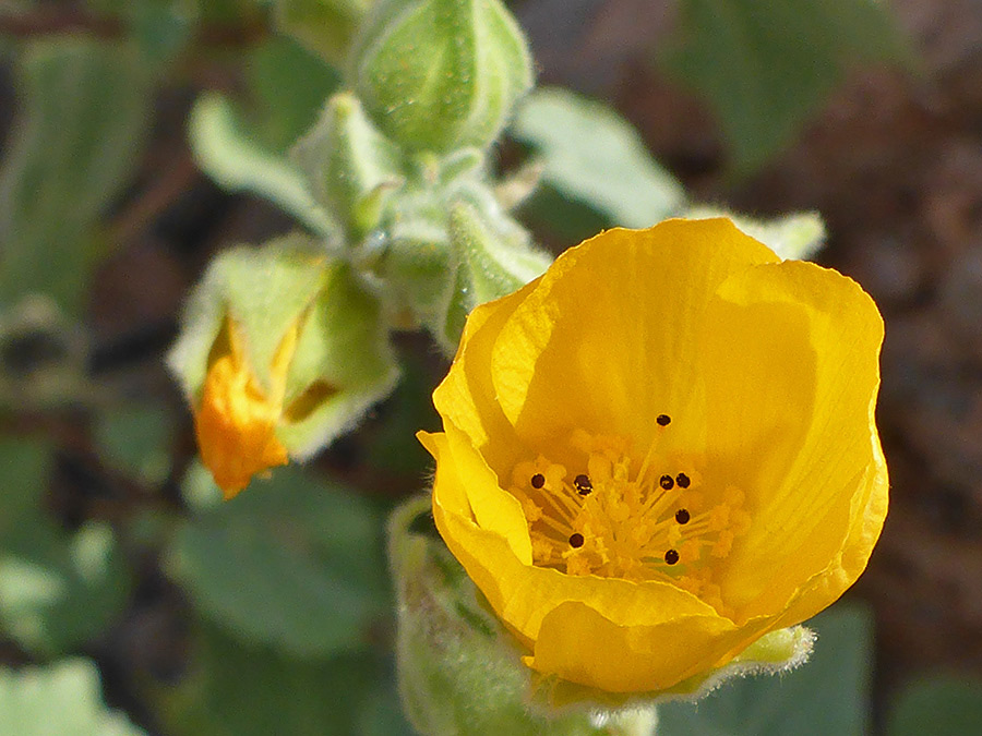 Red anthers