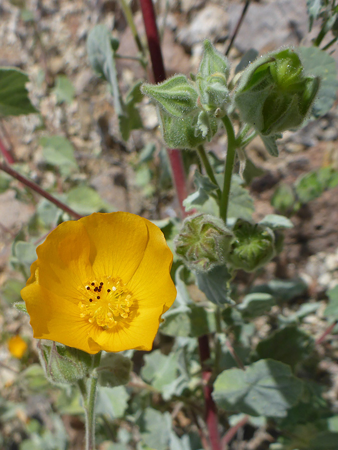 Flower and buds