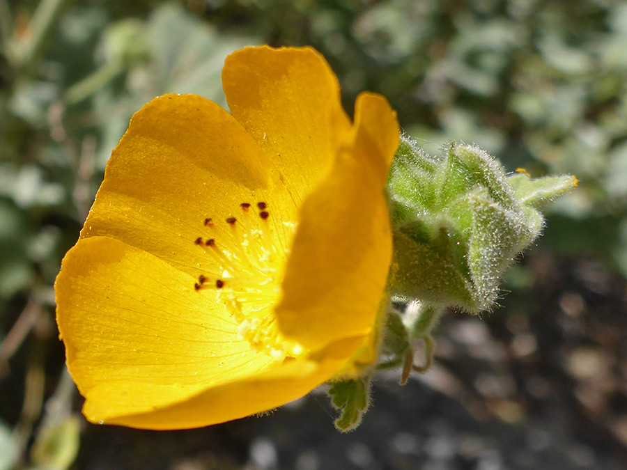 Yellow petals