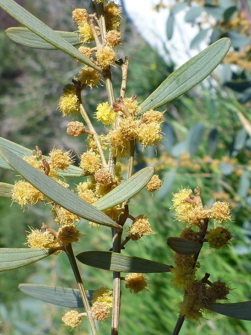 Leaves and flowers