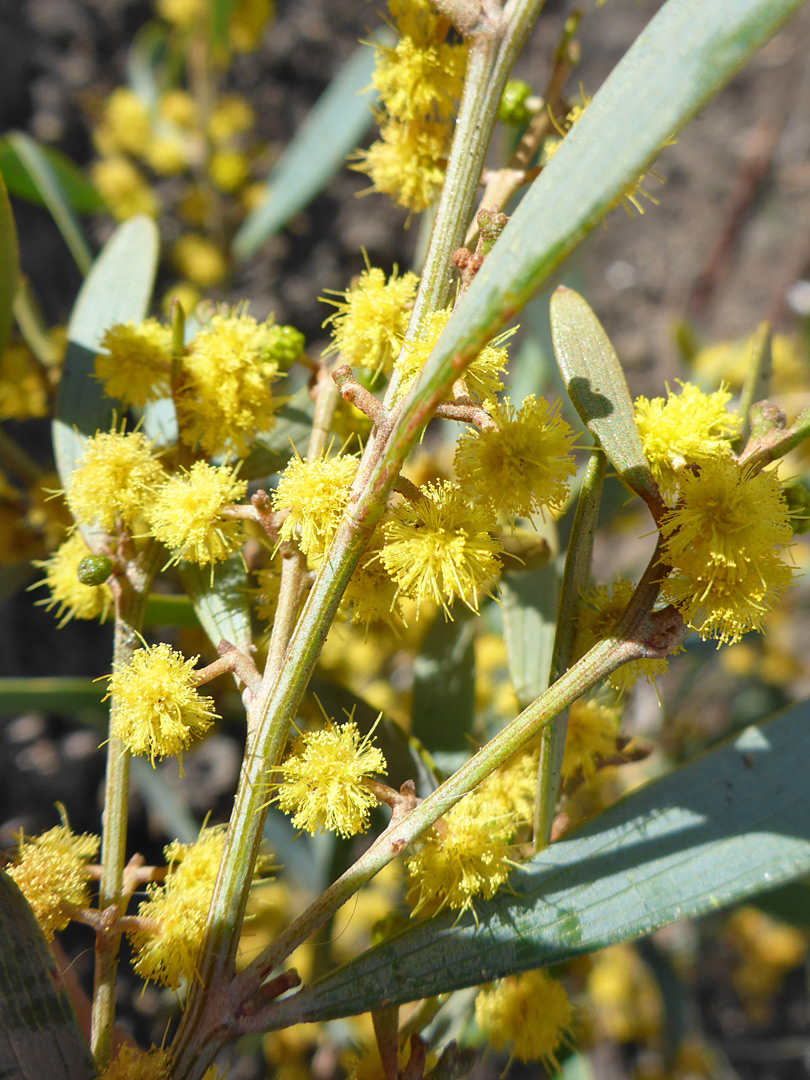 Yellow flowers