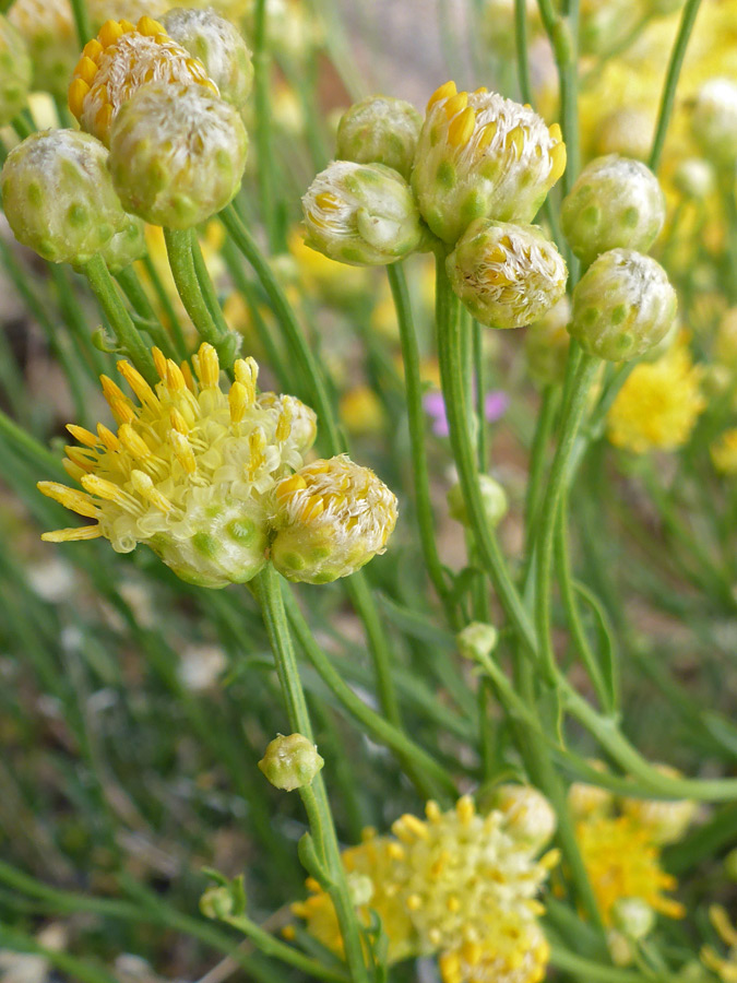 Flowerheads and stalks