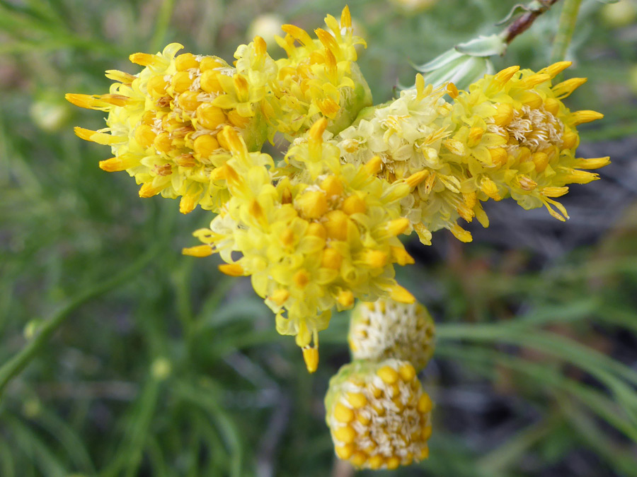 Developing flowerheads