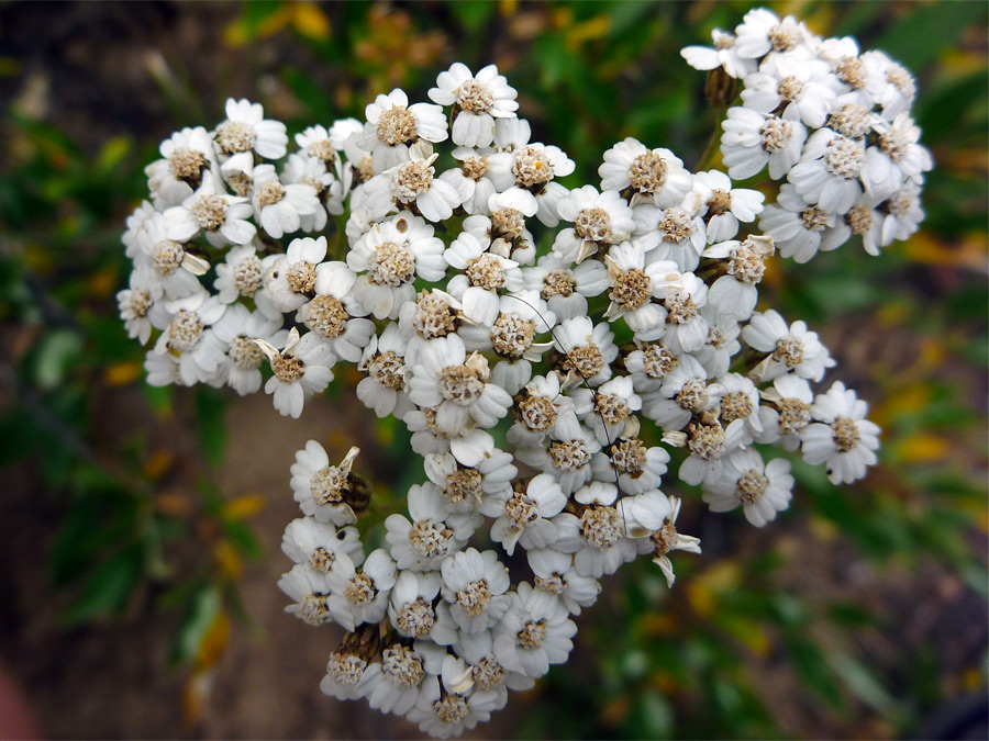 Flower cluster