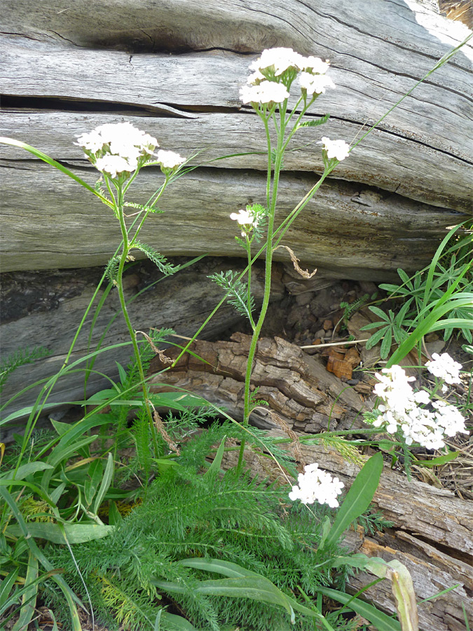 Finely divided leaves