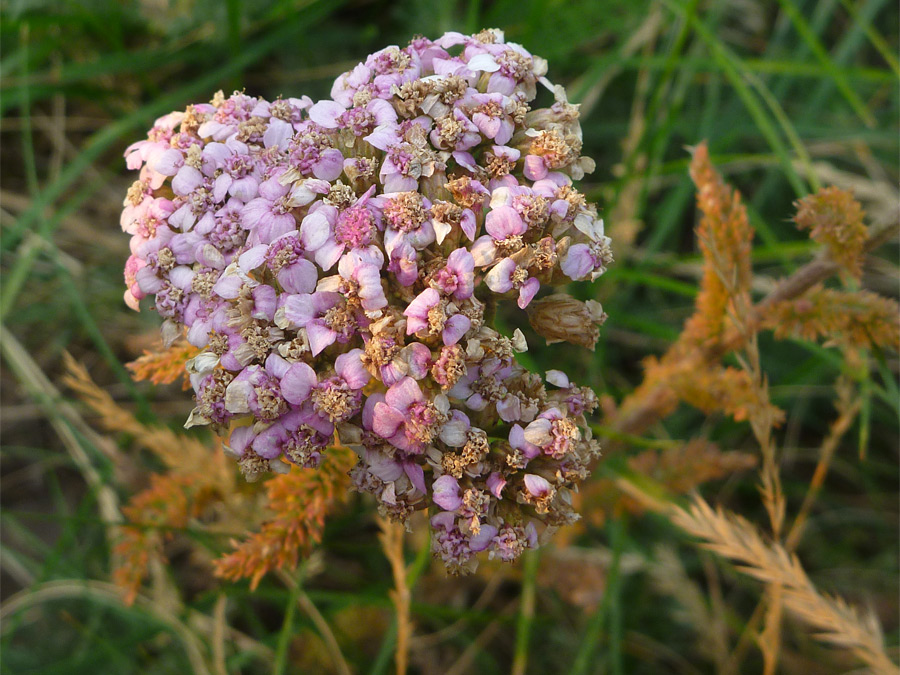 Pinkish flowers