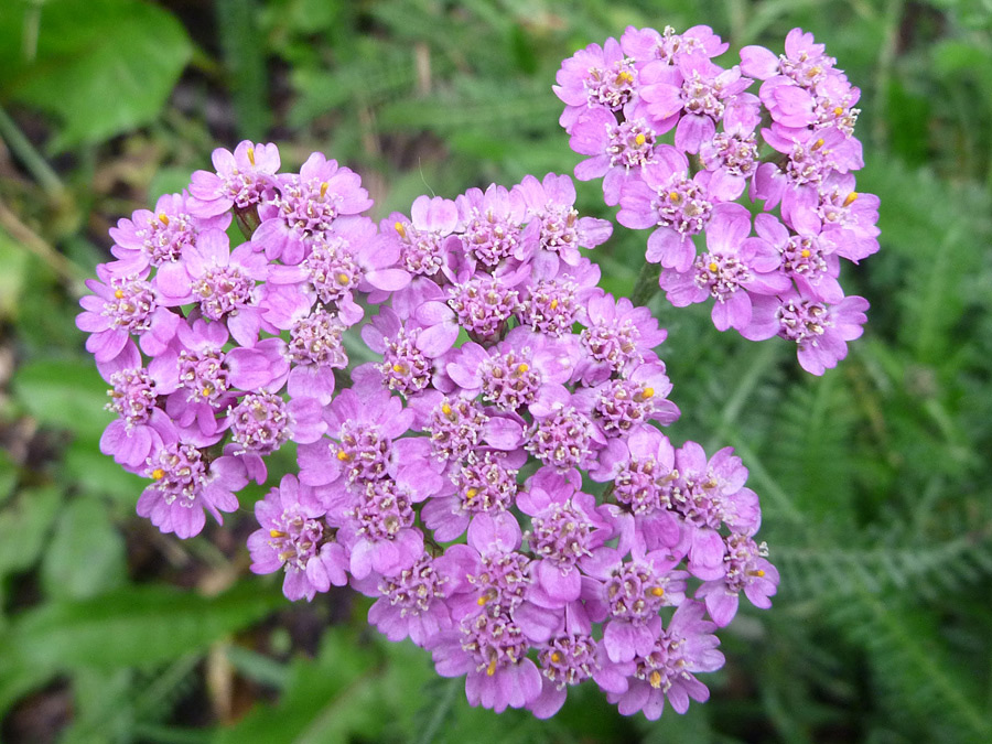 Deep pink flowers