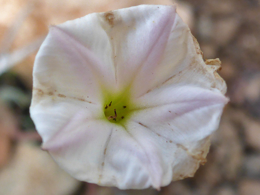 Corolla lobes