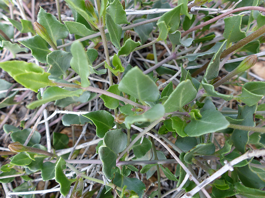 Triangular leaves