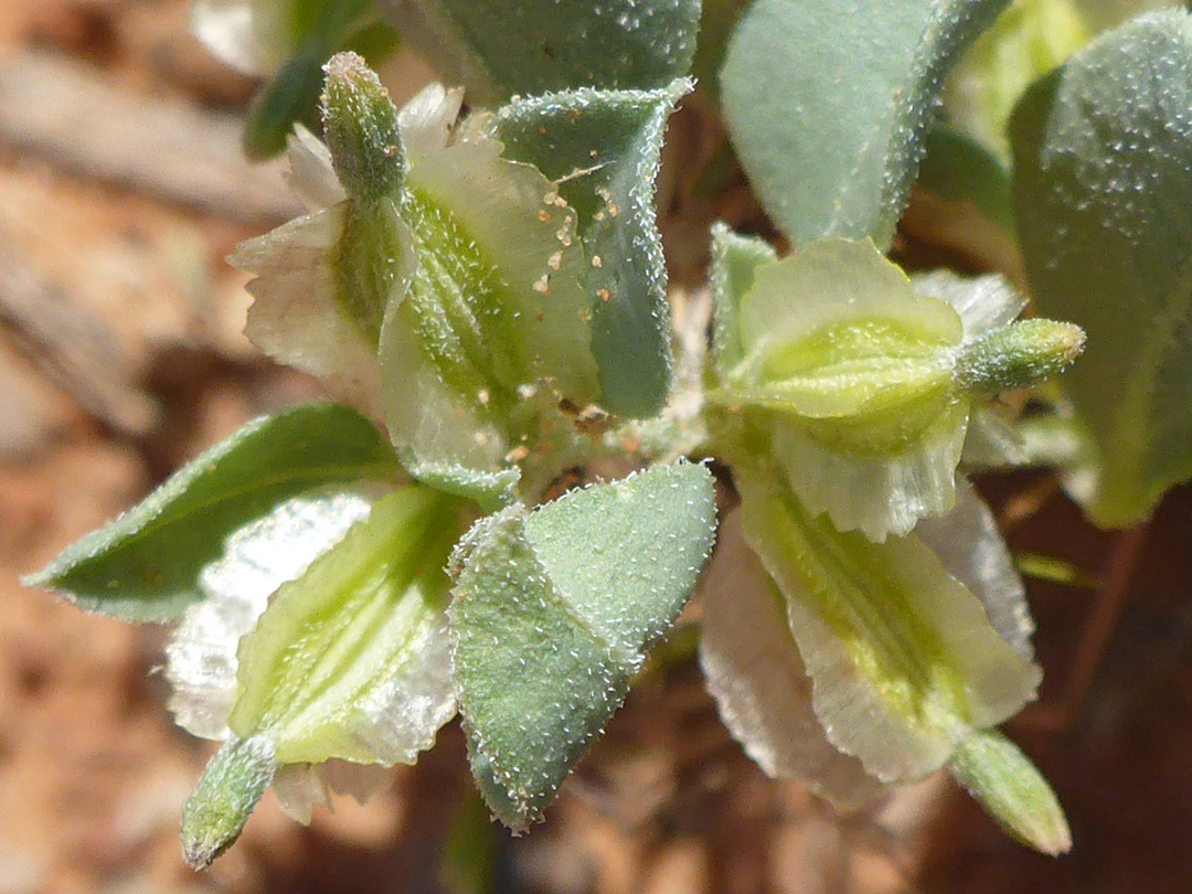 Winged fruit