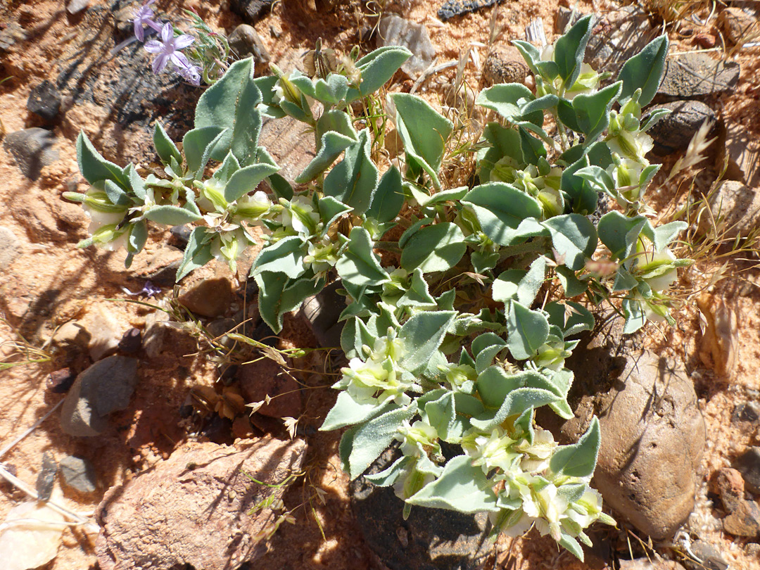 Low-growing plant