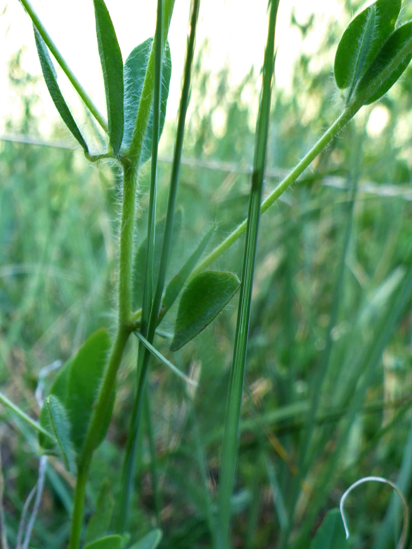 Hairy stem and leaves