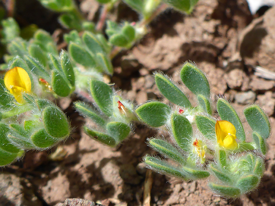 Hairy leaves