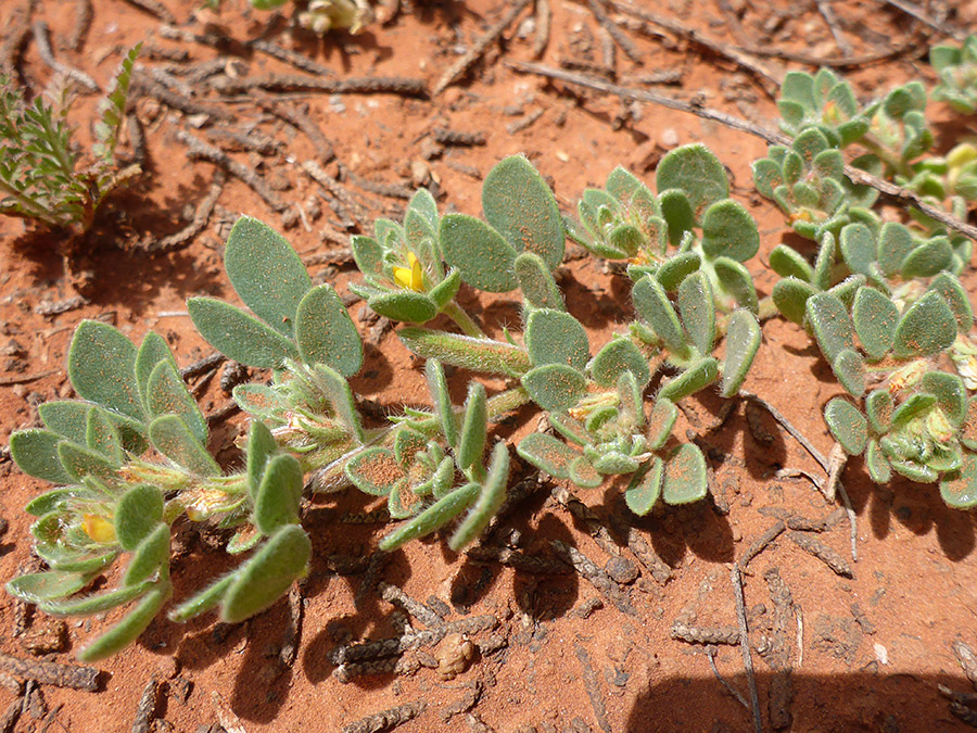 Prostrate stems