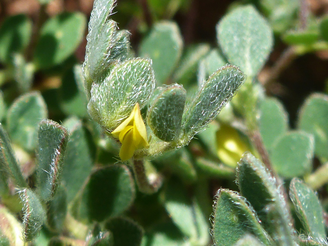 Strigose hairs