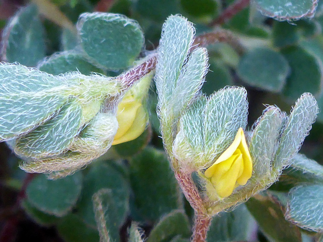 Flowers and leaves