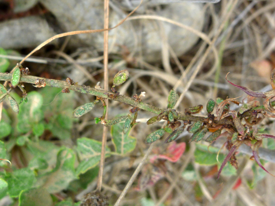 Stem and leaves