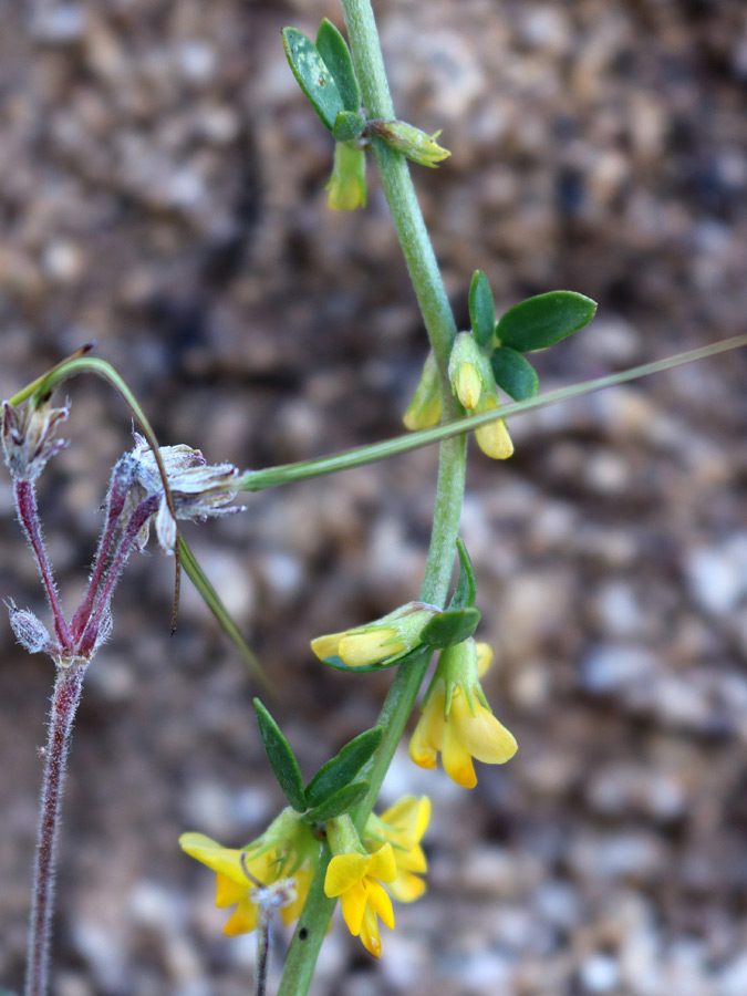 Leaves and flowers