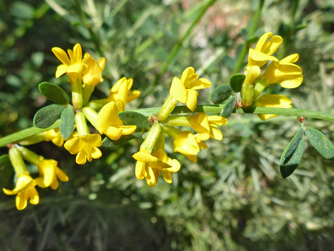 Flower clusters