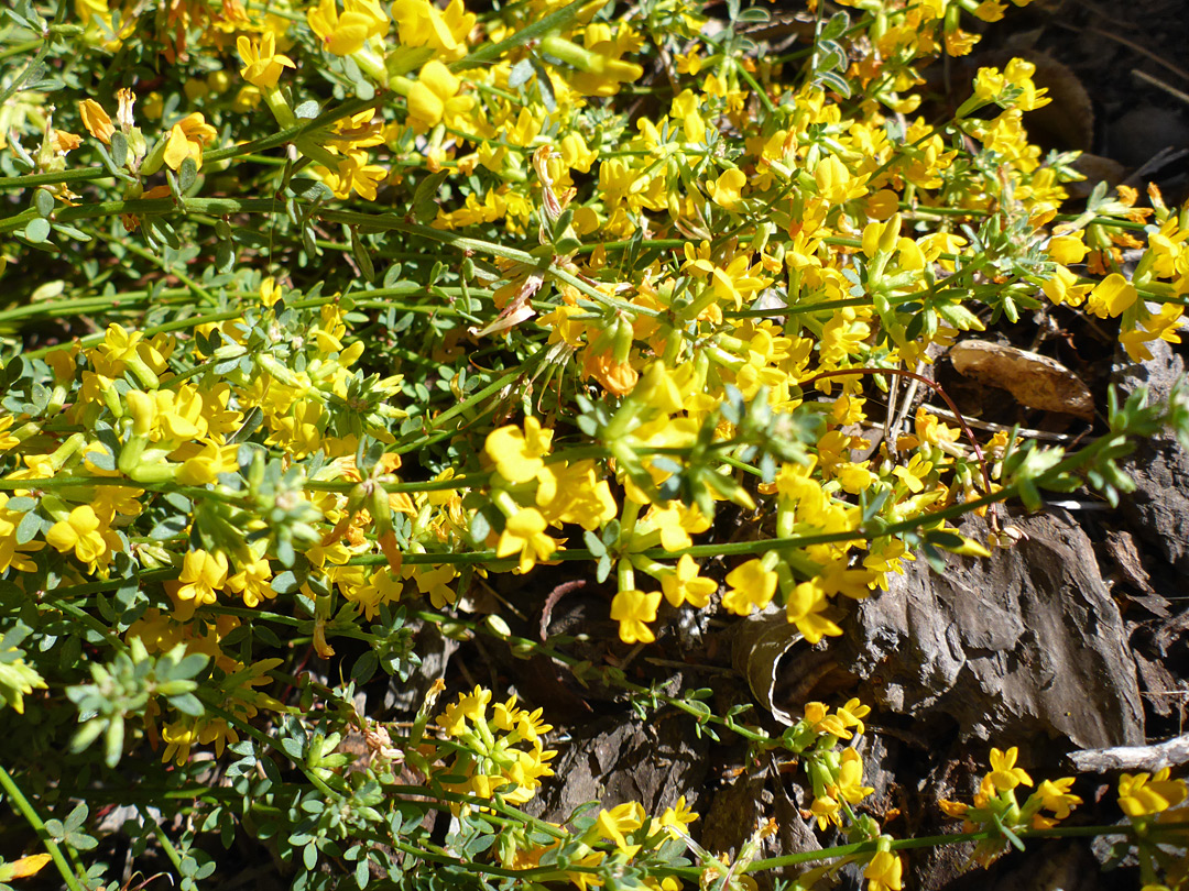 Many flowers