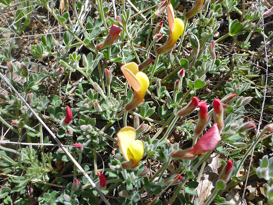 Flowers and small leaves