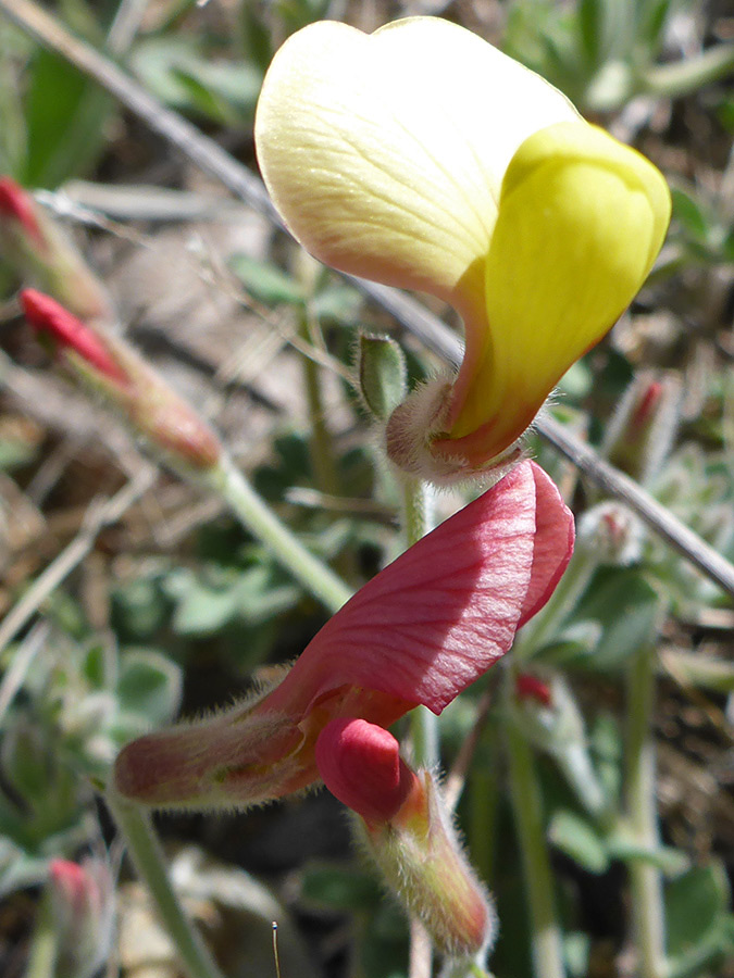 Flower and bud