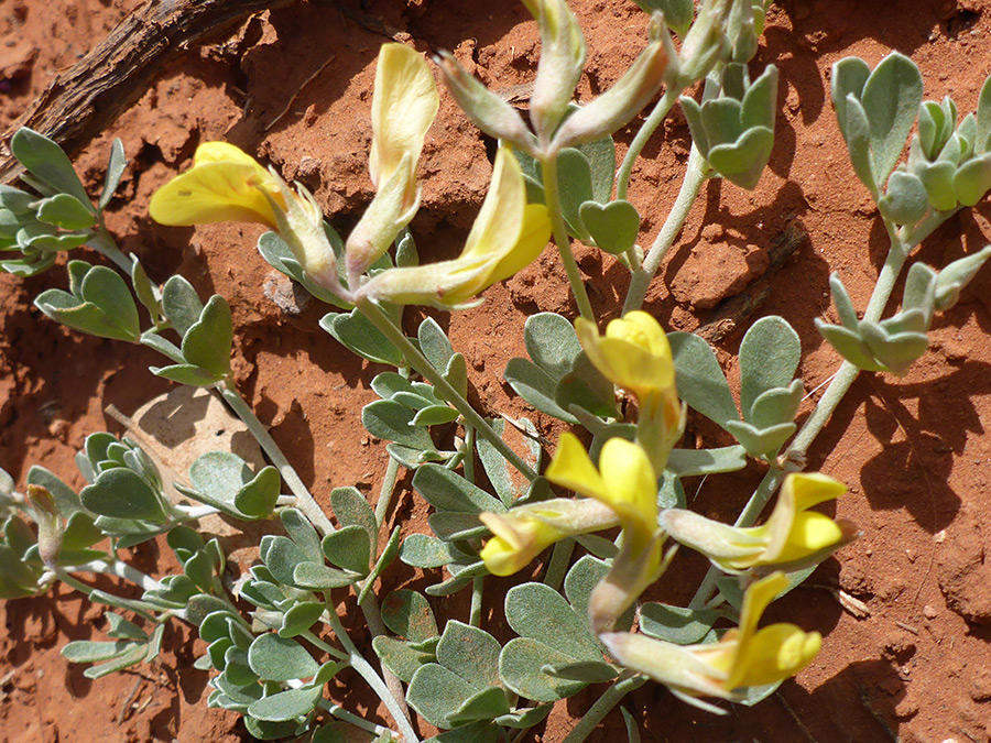 Flower clusters