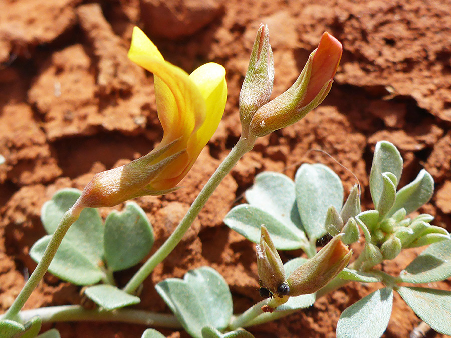 Lobed calyces