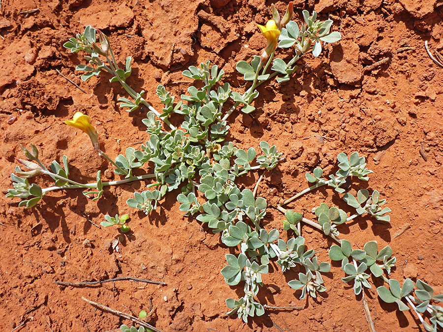 Prostrate stems