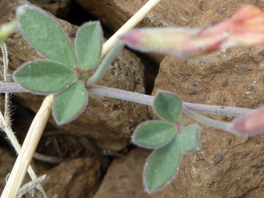 Compound leaves