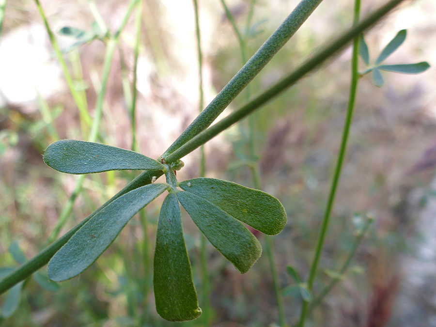 Five leaflets